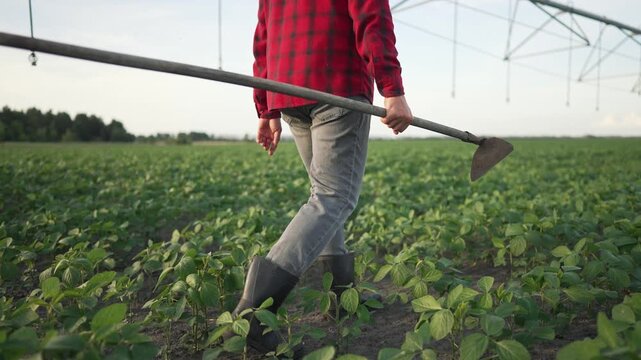 Farmer worker walks at sunset. Man in plaid shirt inspects crops. Agricultural worker with hoe field. Farmer worker sunset concept. Rural farm scene. Hardworking farmer in field. Sunset over farmland.