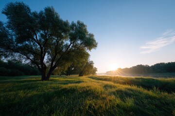 Obraz premium Sunrise over a lush meadow with willow trees and a slow river bathing in soft morning light and long grasses at dawn