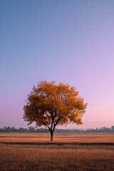 Solitary tree golden field sunrise pastel sky autumn calm landscape lone oak standing in open meadow with soft violet horizon