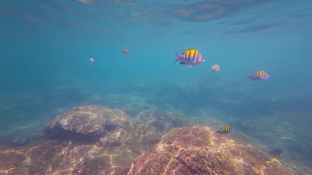 School of Sergeant Major Fish Swimming Over Rocky Reef in Clear Turquoise Water at Isla Ixtapa Guerrero Mexico with Sunlit Water Surface Above