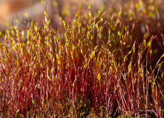 Close-up with Ceratodon purpureus, commonly known as redshank moss or purple forkmoss