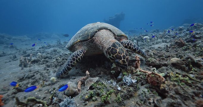 Green sea turtle eating corals in deep ocean, marine life