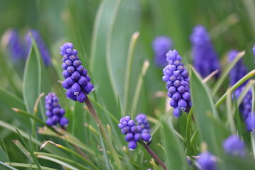 Grape hyacinths among Tulip leaves