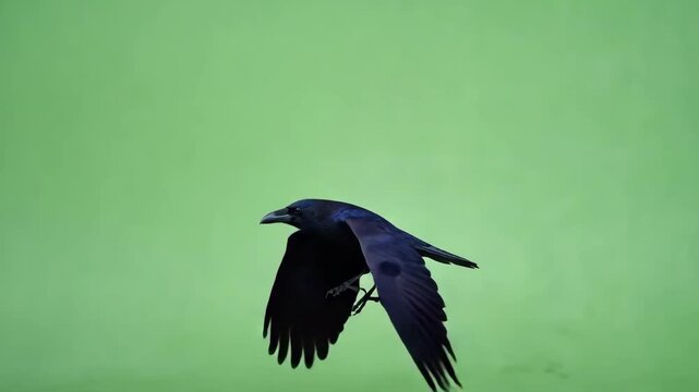 crow in the sky