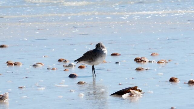 Willet (Tringa semipalmata) sleeping in shallow surf on a Gulf Coast beach.