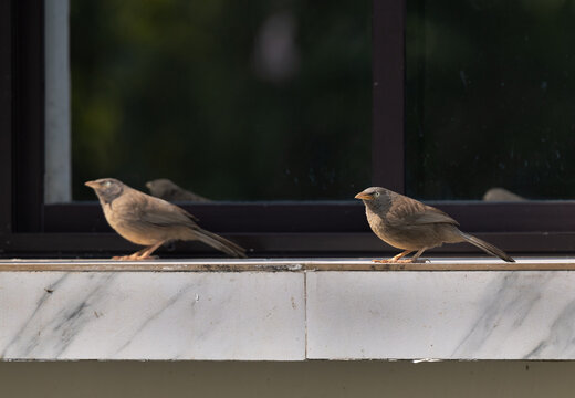 Jungle babbler perched on window at Balli island, Sundarban tiger reserve, India