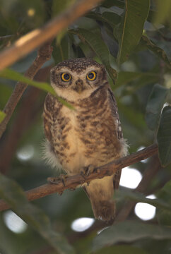 Portrait of a Spotted owlet perched on a tree at Balli island of Sundarban, India
