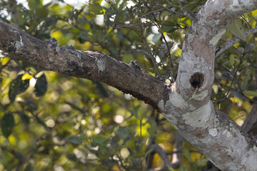 Obraz premium Ornate Flying Snake in tree at Sundarban tiger reserve, India