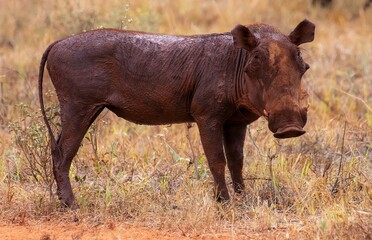 Fototapeta premium Warthog in the sparse savannah searching for food at Tsavo East National park in Kenya