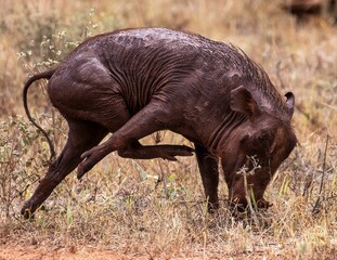 Warthog in the sparse savannah searching for food at Tsavo East National park in Kenya