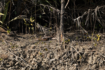 Obraz premium A king cobra basking in sun at Sundarban tiger reserve, India
