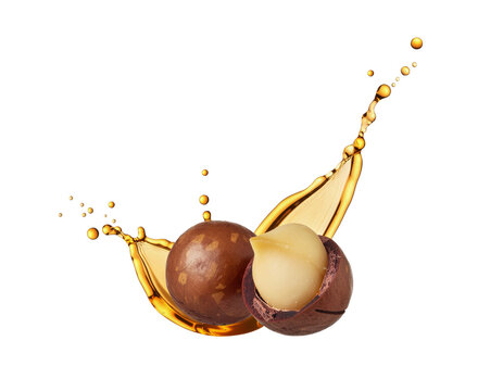Two macadamia nuts with oil close-up isolated on a transparent background. Generative AI