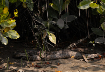 Naklejka premium A king cobra basking in sun at Sundarban tiger reserve, India