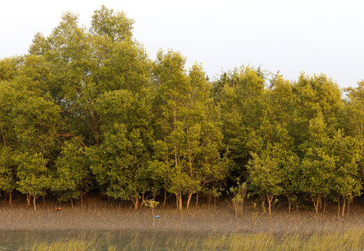 Junglefowl in the mangrove habitat of Sundarban tiger reserve, India