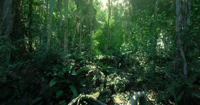 Dense humid rainforest floor with dappled light and rich undergrowth, ferns and leaf litter covering nutrient rich soil, teeming microhabitat for fungi, insects