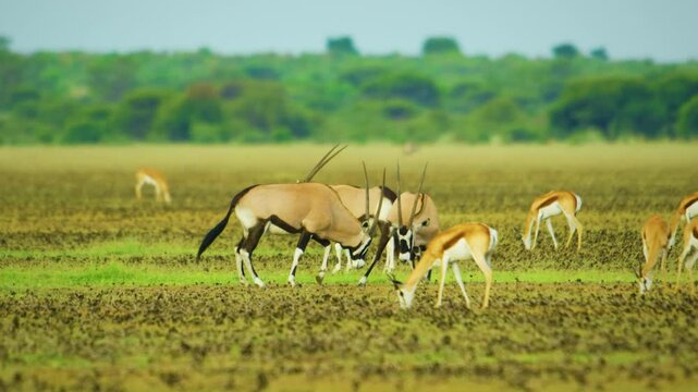 Two African Gemsboks (Oryx gazella) clashing their horns, fighting with each other in kruger national park of south africa. 