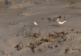 Fototapeta premium A Redshank and a common sanpiper in the mudflat of Sundarban tiger reserve, India