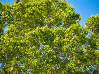 Fototapeta premium green leaves against blue sky