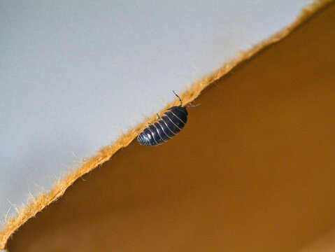 Beetle on a string
