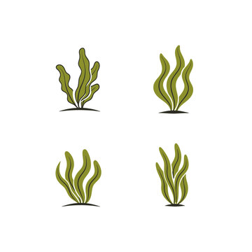 Seaweed or Algae Vector Graphic Set on White vector illustration