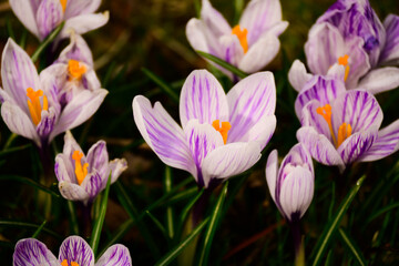 spring crocus flowers