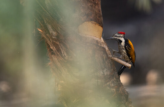 Flameback woodpecker feeding sap from a tree in Bali island of Sundarban tiger reserve, India