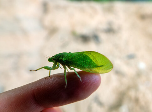Green Cicadas in the rainy coastal forest on the Spice Islands, Ternate. Indonesia