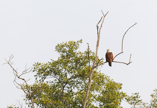 A Brahminy kite perched on a mangrove tree at Sundarban tiger reserve, India