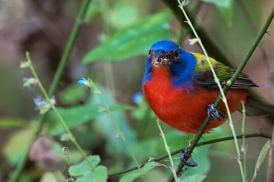 Painted bunting (Passerina ciris) feeding on wildflower seeds in Corkscrew Regional Ecosystem Watershed, south Florida
