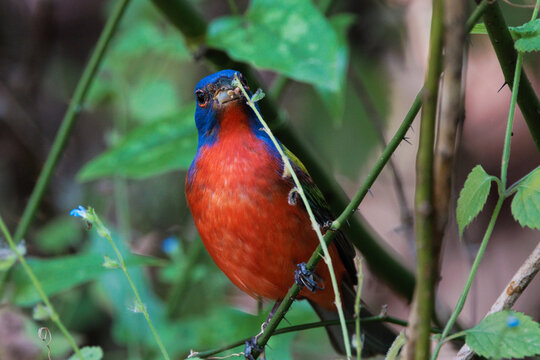 Painted bunting (Passerina ciris) feeding on wildflower seeds in Corkscrew Regional Ecosystem Watershed, south Florida