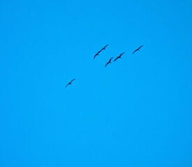 Fototapeta premium Cranes demoiselle (Anthropoides virgo) are circling over the steppe high in the blue sky