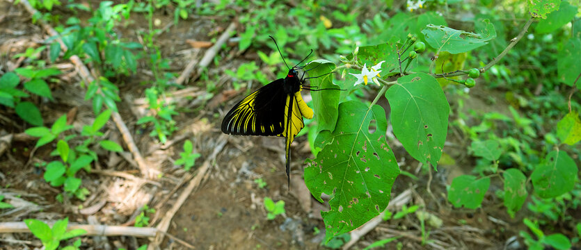Golden bird's-wing (Ornithoptera, Troides aeacus). Famous golden butterfly catches eye with contrast of yellow and black, enhancing color. Mountainous rainforest on Borneo island, Malaysia. January