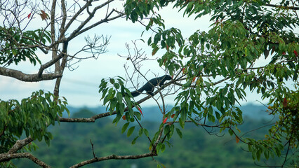 Layardi squirrel (Funambulus layardi) black morph jumps through the branches in a tropical forest. Borneo