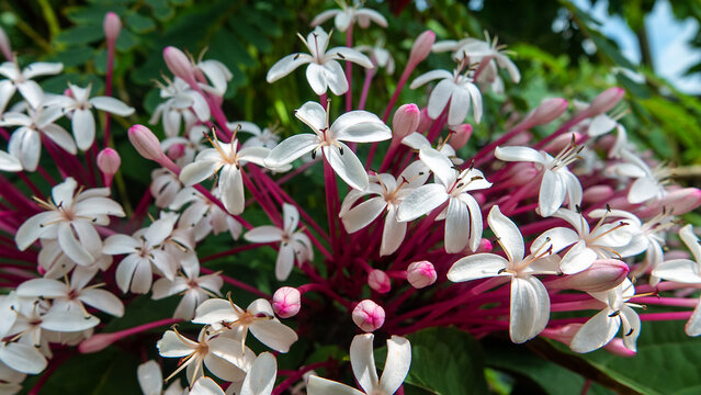 Philippine glorybower (Clerodendrum quadriloculare) surroundings of a tropical village forest edges, parks and gardens, adornment plant on the island of Borneo invasive species. Malaysia