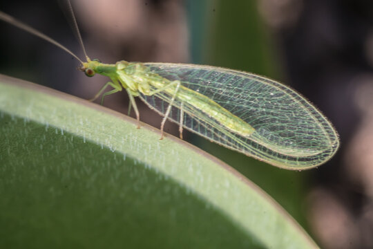Macro photo with a common green lacewing; Chrysoperla Carnea; insect used for biological pest control