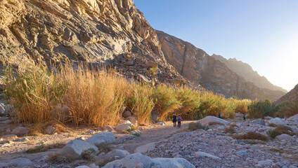 A landscape of a canyon in lower Wadi Isla in the national park Saint Katherine Protectorate in Sinai, Egypt. Unique vegetation - bamboo. A group of hikers in a trail. Sunset. © A.Pushkin