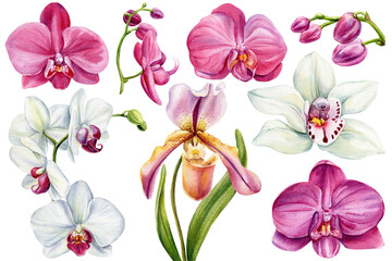 Watercolor orchid clipart set with pink phalaenopsis white cymbidium and lady slipper flowers isolated botanical collection © Hanna