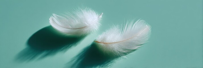 Obraz premium Two white feathers resting on a teal surface with strong directional light creating bold shadows and detailed soft texture closeup