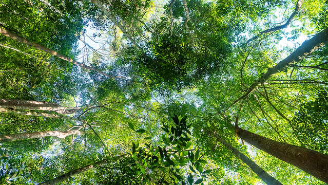 Dendrology. Dipterocarp tropical forests of Malay Peninsula dry hills, Indochina. Sap-trunked (standard) unbranched trees, powerful deciduous crowns, like Chengal tree Neobalanocarpus, Dryobalanops