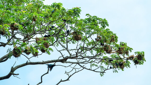 Metallic starling (Aplonis metallica) a colony of birds on acacia trees with a flat crown. Ternate Island, archipelago Moluccas, Indonesia. Early January, monsoon season