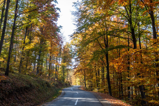 Forest road surrounded by trees in autumn on Mount Goc in Serbia.