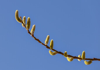 Frühling © Karsten