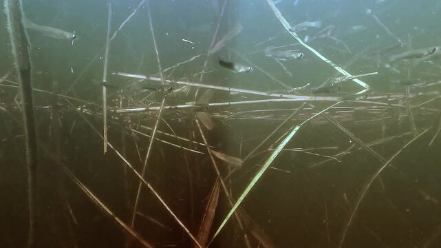 Mosquitofish Gambusia holbrooki swim just below surface in shallow water of Lake Hourtin. Invasive species introduced for mosquito control that now preys on eggs and larvae of native fish.