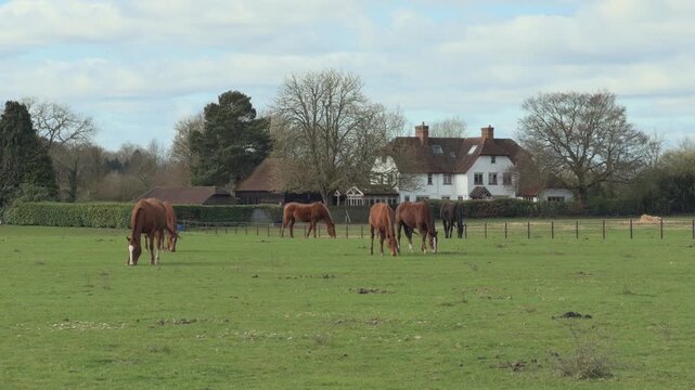 Horses in farm, Bourne End, Marlow, Buckinghamshire, England. Spring Sunny day