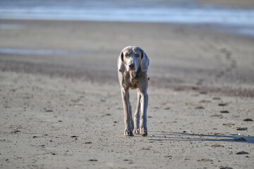 weimaraner standing on the beach