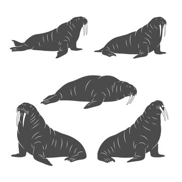 vector set of sil
