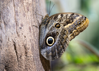 Fototapeta premium Butterfly seating on the tree in zoo Wroclaw