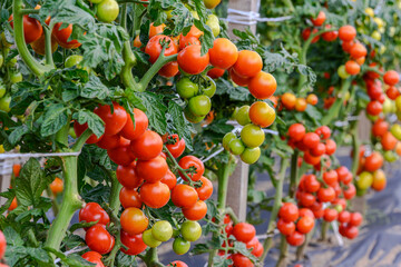 Ripe red cherry tomatoes growing on vine in greenhouse garden, organic vegetable cultivation with fresh tomato clusters on plant