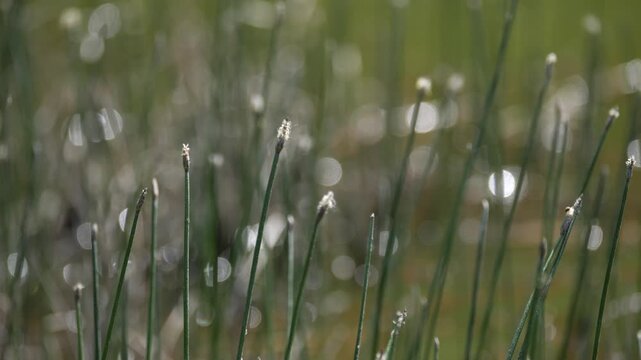 Delicate wild grass with sparkling light and shallow depth of field.
