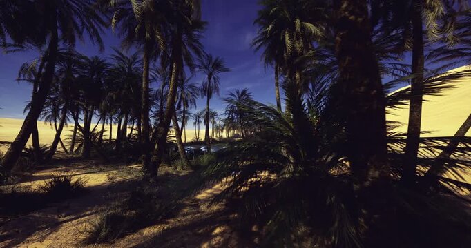 sunlit palm grove on sand ridge, bright midday light accentuating frond textures and trunk patterns, wind shaping shifting shadow rhythms, sense of discovery